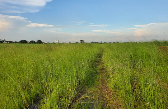 Ongoing Land Shared Project in Dhaka